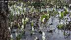 mizubasho4-20250409175055.jpg