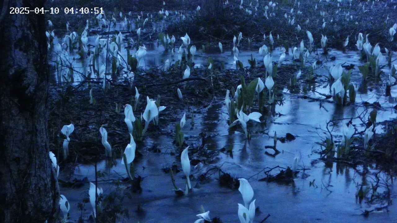 mizubasho4-20250410044053.jpg
