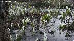 mizubasho4-20250410050054.jpg