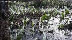 mizubasho4-20250410054056.jpg
