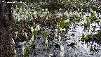 mizubasho4-20250410064056.jpg