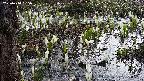 mizubasho4-20250410065056.jpg