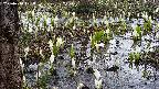 mizubasho4-20250410101055.jpg