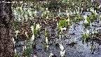 mizubasho4-20250410103056.jpg