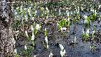 mizubasho4-20250410121056.jpg