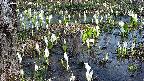 mizubasho4-20250410130054.jpg