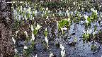 mizubasho4-20250410150055.jpg