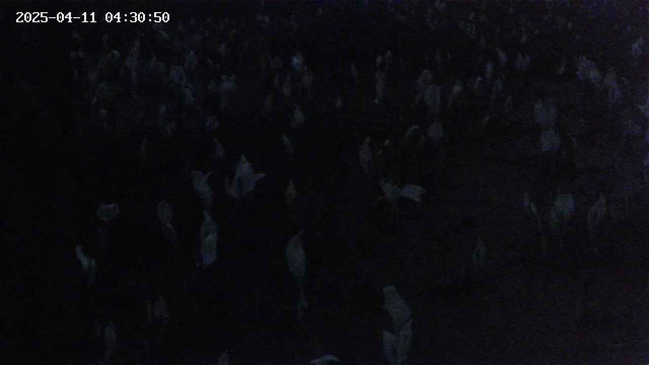 mizubasho4-20250411043051.jpg