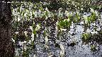 mizubasho4-20250411071059.jpg
