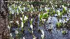 mizubasho4-20250411125056.jpg