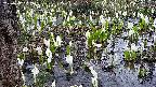 mizubasho4-20250412062053.jpg