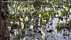 mizubasho4-20250412073053.jpg