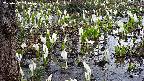 mizubasho4-20250412075052.jpg