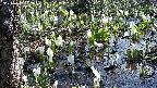 mizubasho4-20250412092055.jpg