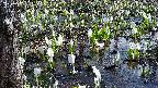 mizubasho4-20250412101053.jpg