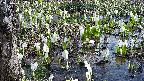 mizubasho4-20250412103058.jpg