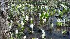 mizubasho4-20250412121052.jpg