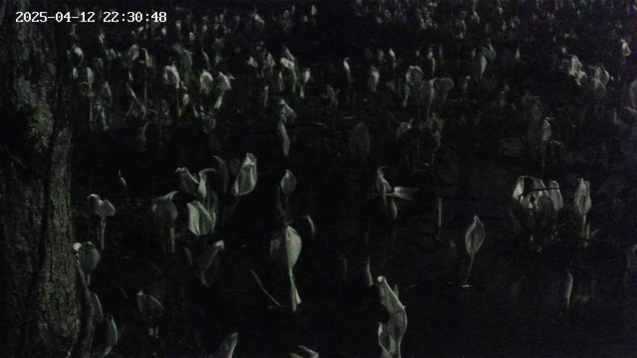 mizubasho4-20250412223050.jpg