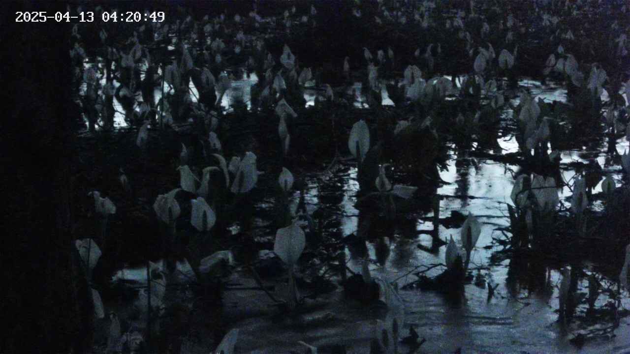 mizubasho4-20250413042051.jpg