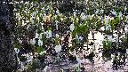 mizubasho4-20250413050056.jpg
