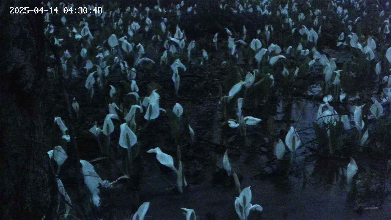mizubasho4-20250414043050.jpg