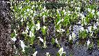 mizubasho4-20250414060050.jpg