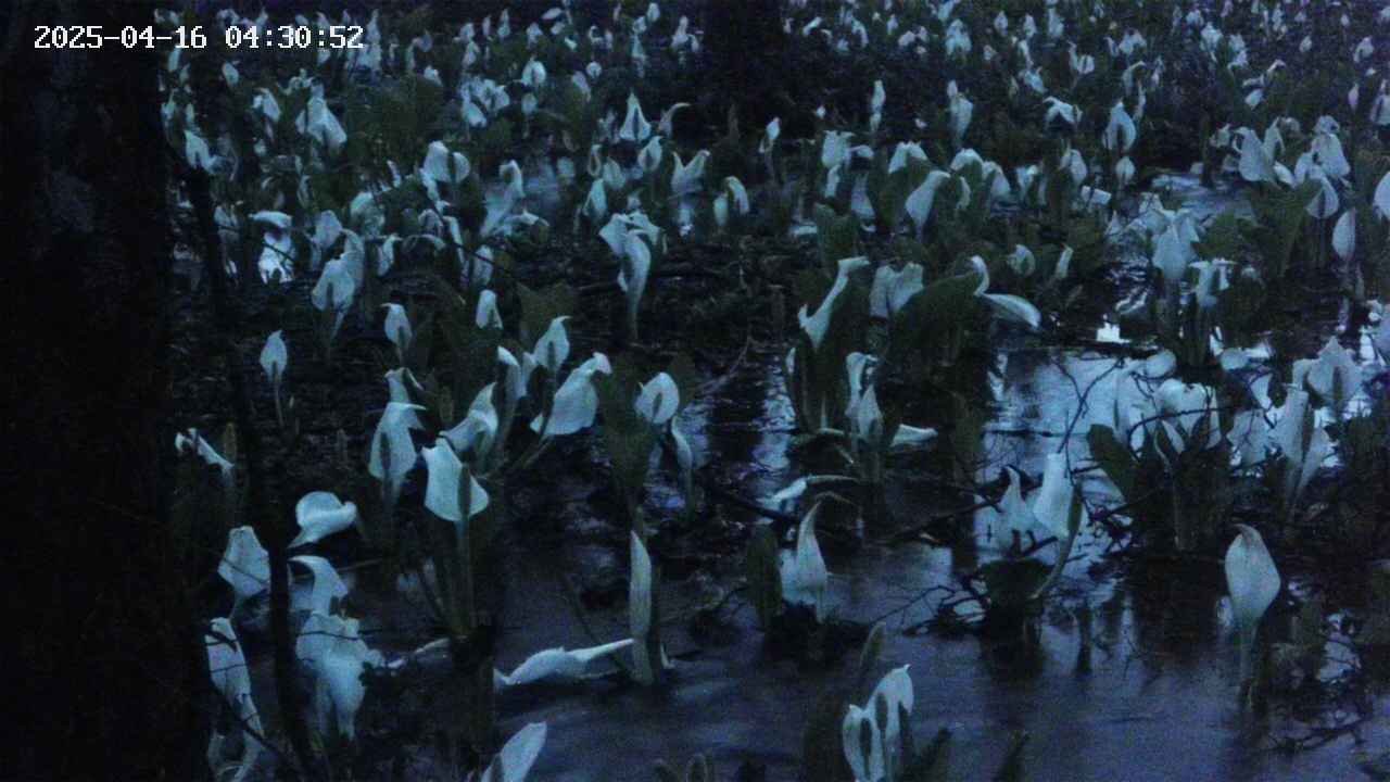 mizubasho4-20250416043053.jpg