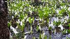 mizubasho4-20250416093053.jpg