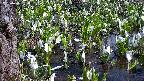 mizubasho4-20250417120058.jpg