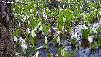 mizubasho4-20250417122058.jpg
