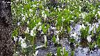 mizubasho4-20250417131056.jpg