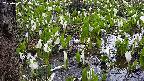 mizubasho4-20250417134055.jpg
