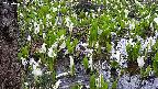 mizubasho4-20250417141056.jpg