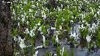 mizubasho4-20250417181050.jpg
