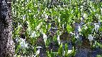 mizubasho4-20250419112055.jpg