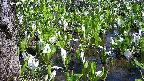 mizubasho4-20250419120054.jpg