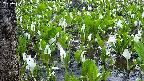 mizubasho4-20250420051054.jpg