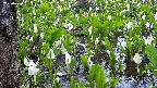 mizubasho4-20250420053053.jpg