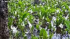 mizubasho4-20250420054049.jpg