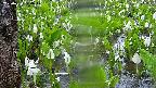 mizubasho4-20250420074049.jpg