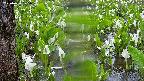 mizubasho4-20250420075054.jpg