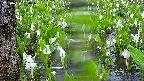 mizubasho4-20250420080050.jpg
