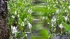 mizubasho4-20250420081055.jpg