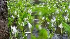 mizubasho4-20250420082053.jpg