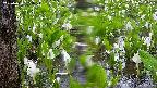 mizubasho4-20250420083052.jpg