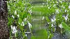 mizubasho4-20250420090054.jpg