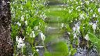 mizubasho4-20250420092053.jpg