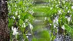 mizubasho4-20250420093055.jpg