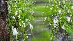 mizubasho4-20250420094053.jpg