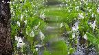 mizubasho4-20250420095051.jpg